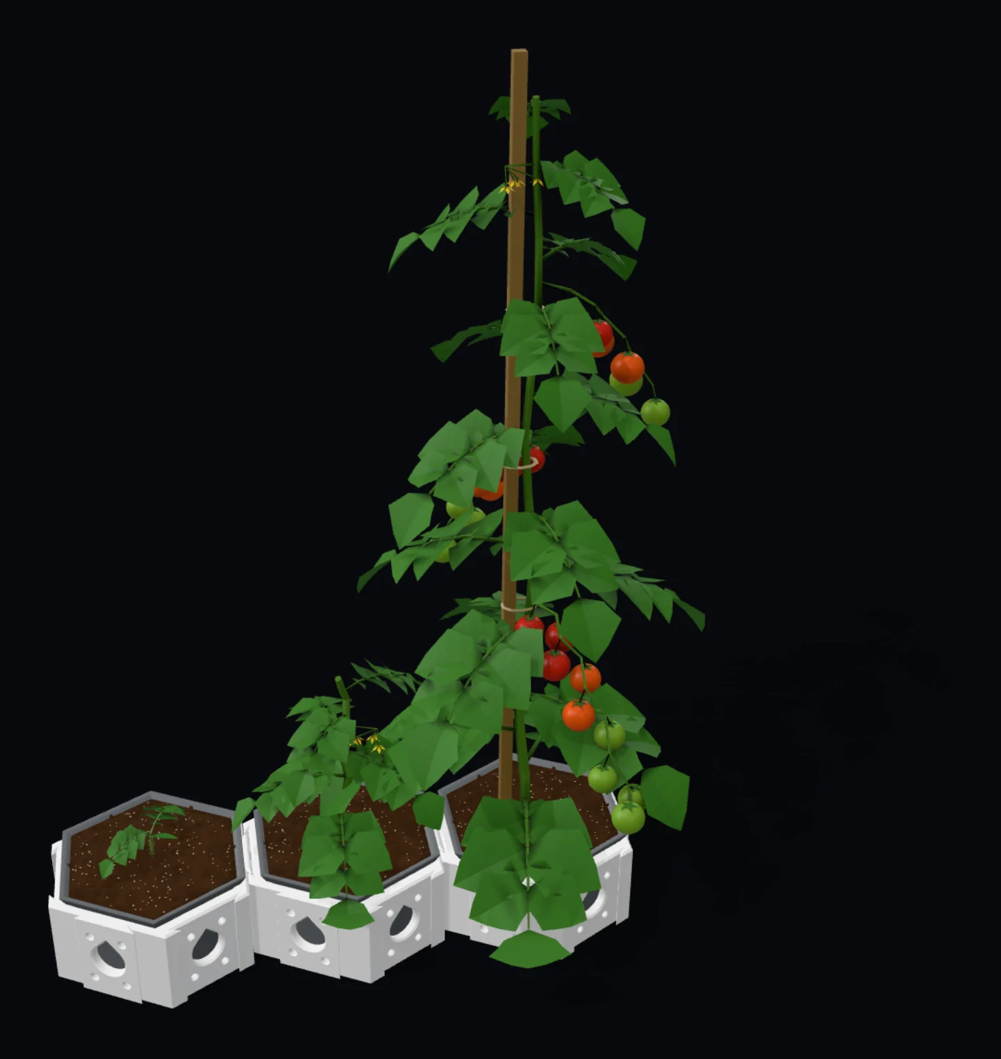 A patio tomato at three growth stages in three planters: seedling, young, ready to harvest